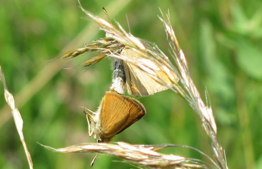 Thymelicus sylvestris?